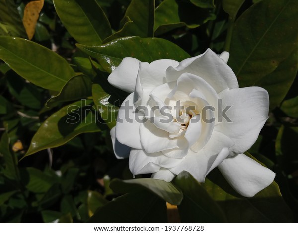 beautiful\
white Gardenia flower background in\
spring