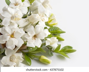 Beautiful White Gardenia Flower Bouquet  Blooming Background