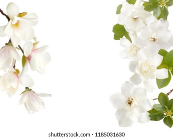 Beautiful White Gardenia Flower Isolated On Stock Photo 1185031630 ...