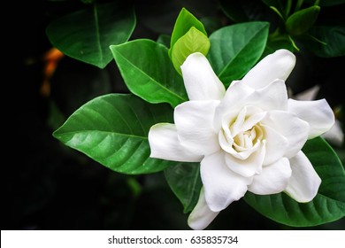 Beautiful White Gardenia On Branch Tree.