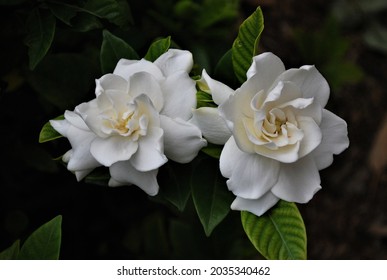 Beautiful White Gardenia On A Dark Background