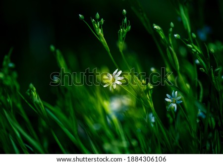 Similar – Daisy meadow daisy Meadow