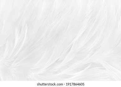 Beautiful white grey bird feathers pattern texture background.