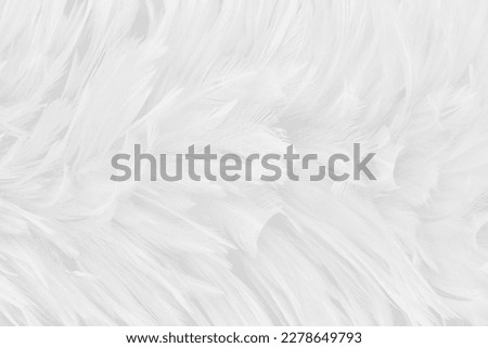 Beautiful white grey bird feathers pattern texture background.