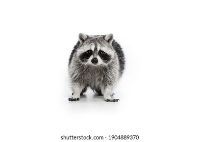 Beautiful white grey raccoon looking at camera isolated over white background.