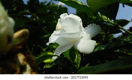 Beautiful White Half Bloom Flower High Contrast Photo 