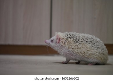 ハリネズミ シルエット Stock Photos Images Photography Shutterstock