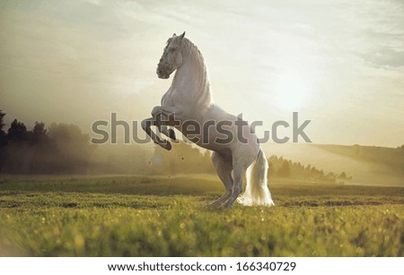 Beautiful white horse