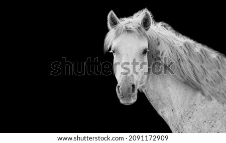 Similar – Image, Stock Photo Look me in the eyes mare.