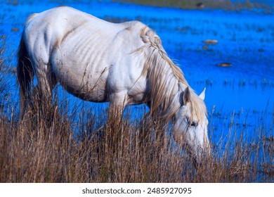 Beautiful white horse grazing at swamp. The grass is dry and the horse is looking down at the water. Wild horse white mare - Powered by Shutterstock