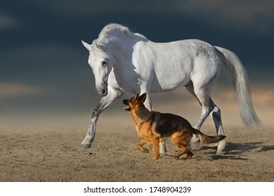 Beautiful white horse with long mane run and play with dog in desert dust