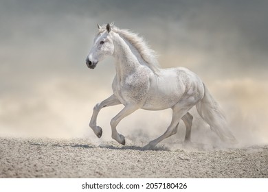 Beautiful white horse with long mane run in desert dust