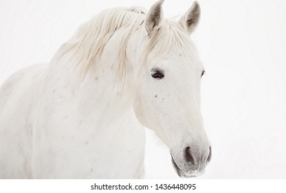Beautiful white horse with a white mane.