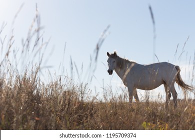 beautiful white horse on the hill - Shutterstock ID 1195709374
