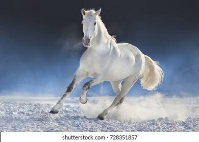 Beautiful white horse run free on frozen snow field 