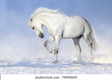 Beautiful White Horse Run In Snow Field 