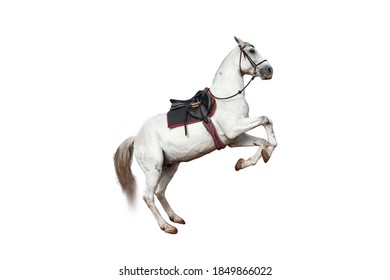 Beautiful White Horse With A Saddle Rears Up On A White Background Isolate. Jockey, Hippodrome, Horseback Riding