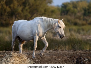 Beautiful White Horse Standing In The Field