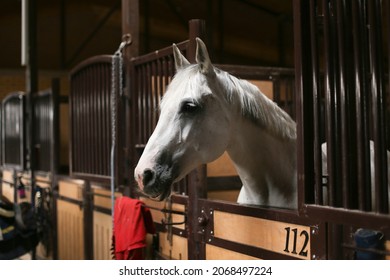 A beautiful white horse is standing in a stable in a paddock, looking over the fence, chewing hay. Equestrian club, horse riding, animal protection, pet concept - Powered by Shutterstock