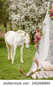 The Beautiful White Horse And Wedding Teepee Tent