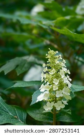 Beautiful white hydrangea just beginning to bloosom