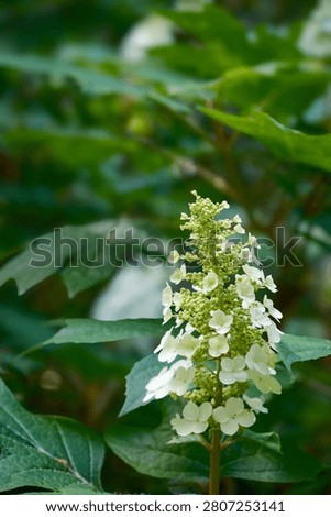 Beautiful white hydrangea just beginning to bloosom