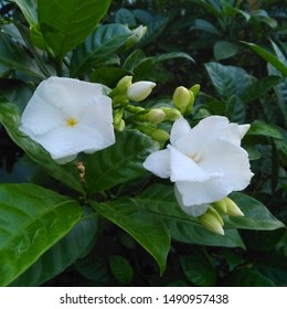 Beautiful White Indian Flower Stock Photo 1490957438 | Shutterstock