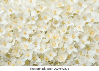 Beautiful white jasmine flowers as background, top view - Shutterstock ID 2029592375