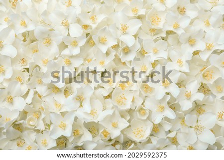 Beautiful white jasmine flowers as background, top view
