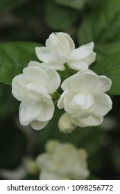 Beautiful White Jasminum Sambac