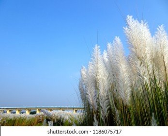 kashful images stock photos vectors shutterstock https www shutterstock com image photo beautiful white kash kans grass flowers 1186075717