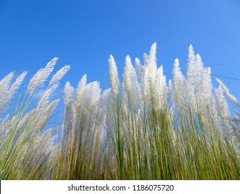 kashful images stock photos vectors shutterstock https www shutterstock com image photo beautiful white kash kans grass flower 1186075720