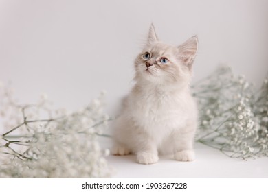 Beautiful white kitten with blue eyes. The Neva Masquerade breed. Easter greeting card background. Kitty with flowers, spring mood.  Gentle tone saver . Cute curios furry adorable pet wallaper. Tender