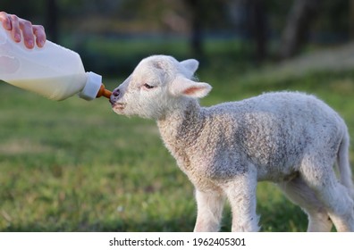 Beautiful white lamb with curly hair suckling milk from a feeding bootle. Female hand feeding a fluffy mutton. Cute and tiny young sheep feeding at sunset.  Veterinarian taking care of a farm pet. 