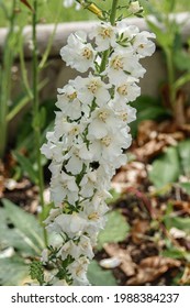 Beautiful White Larkspur Delphinium Flowers In Summer Bloom