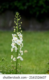 Beautiful White Larkspur Delphinium Flowers In Early Summer Bloom