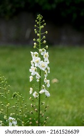 Beautiful White Larkspur Delphinium Flowers In Early Summer Bloom