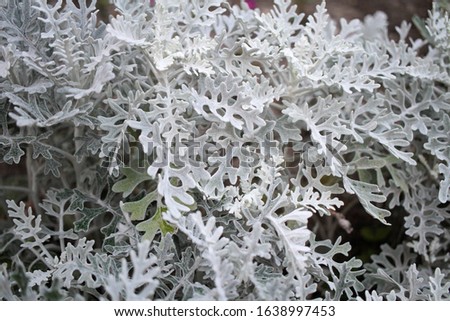 Beautiful white leaves of Jacobaea maritima close-up
