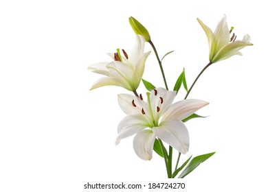 Beautifult Lily Flower Isolated On White Stock Photo 1144910318 ...