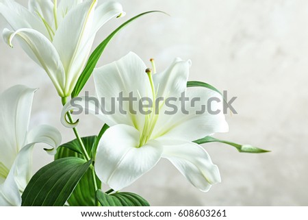 Beautiful white lilies on light background, closeup