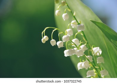 Beautiful white lilies of the valley with dew early in the morning - Shutterstock ID 1037322745