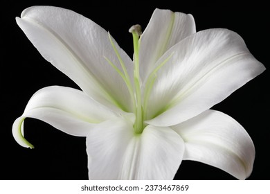 Hermosa flor lirio blanco