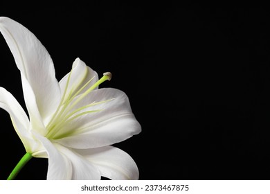 Hermosa flor lirio blanco