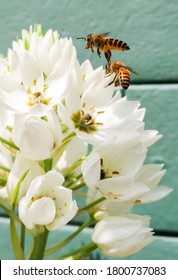 Beautiful White Lily Flowers And A Bid Flying