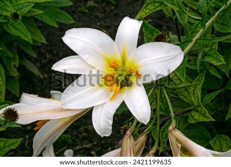 Beautiful white lily flowers bloom in the flower beds