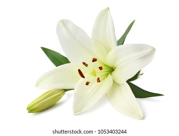 Beautiful white Lily (Lilium, Liliaceae) with bud  isolated on white background, including clipping path clipping path without shade.