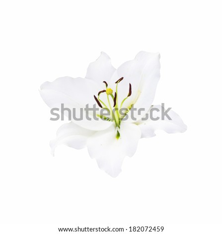 beautiful white lily on white background with clipping path