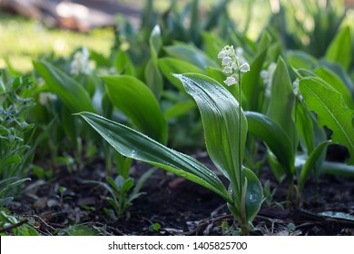 Beautiful White Lily Of The Valley Flowers In The Garden, Spring, Close-up