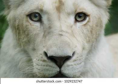 Beautiful White Lion