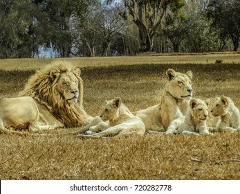 Beautiful White Lion Family
